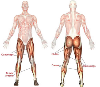 آموزش تمرينات جلو پا در بدنسازي