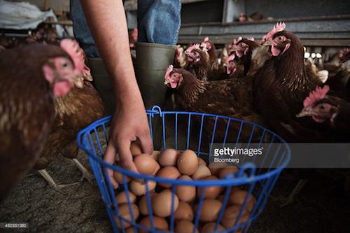مرغ بومي تا چه زماني تخم ميگذارد؟