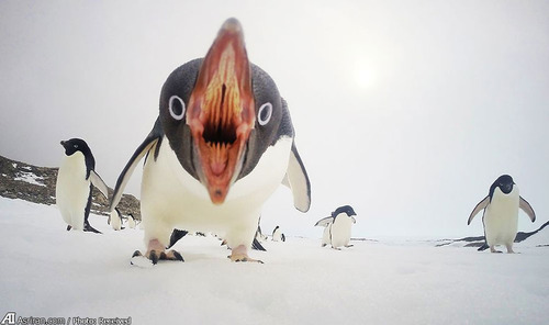 وقتي پنگوئن حمله مي كند - قطب جنوب