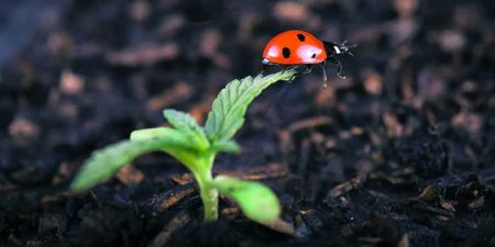 ladybug