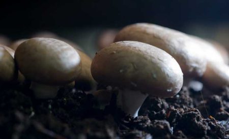 mushroom