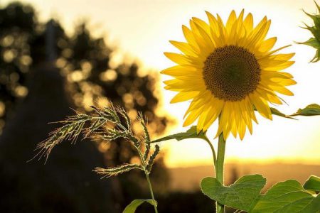 گل آفتابگردان؛ هدیه‎ای از جنس نور و روشنی
