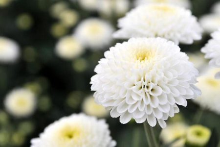 گل داوودی سفید؛ گرامیداشت یاد متوفی